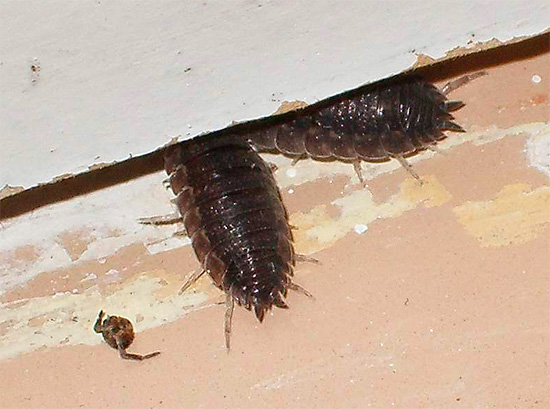 La photo montre des cloportes rugueux cachés sous le seuil d'une maison privée ordinaire.