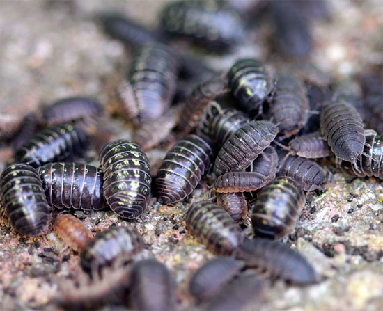 Cette photo montre plusieurs individus de cloportes communs et rugueux - essayez de déterminer où quelle espèce ...