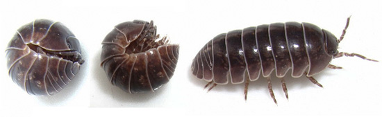 La capacité des tatous à se recroqueviller en boule est très caractéristique, ce qui leur sauve souvent la vie.