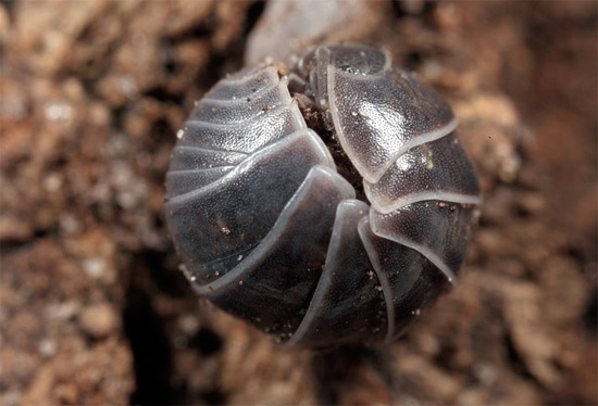 Le cloporte commun recroquevillé en boule.