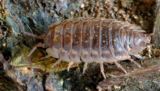 Le cloporte est rugueux - les extrémités allongées et pointues des segments de sa coquille sont clairement visibles.