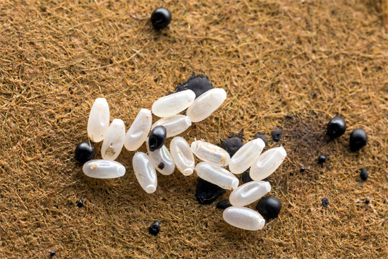 2 à 3 semaines après que l'appartement a été traité avec un brouillard froid, les larves d'insectes peuvent réapparaître, éclosent à partir d'œufs.