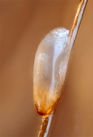 Grâce à la coque de protection, les lentes résistent à la plupart des insecticides.