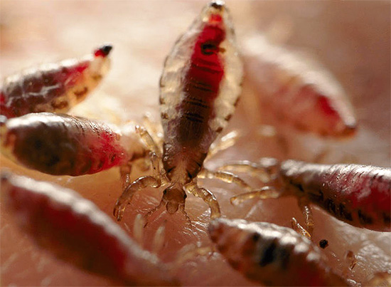 Si vous ne vous débarrassez pas des poux ou si vous le faites de manière inefficace, les parasites peuvent se multiplier très rapidement ...