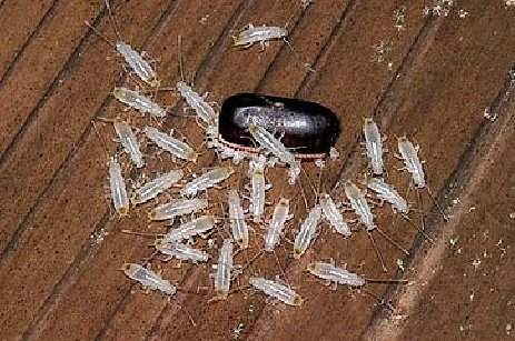 Littéralement en quelques minutes, les nymphes sortent complètement de l'oothèque et se dispersent à la recherche d'un abri.