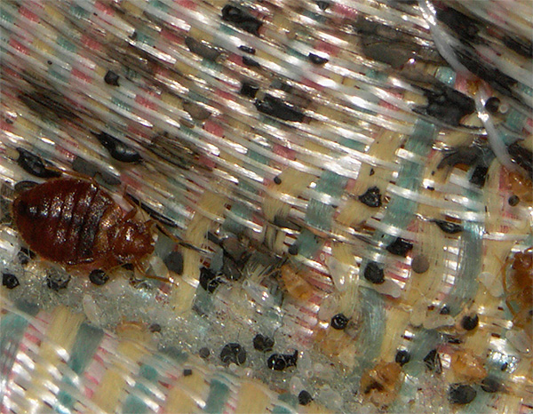 Il est important de retirer le matelas du lit avant le traitement pour assurer un bon accès de la fumée à toutes ses surfaces.