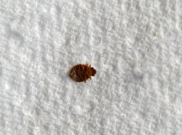 La perméthrine agit principalement sur le système nerveux des punaises de lit, provoquant une paralysie et la mort subséquente de l'insecte.