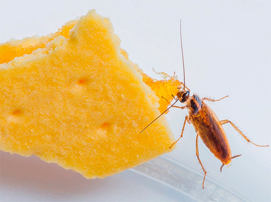 Essayons de comprendre la difficile histoire de l'origine de divers surnoms de cafards (stasiks, tanks, felixes, etc.)