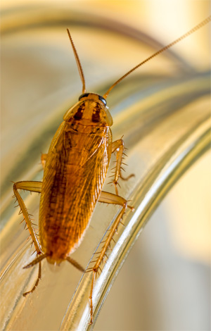Et à ce jour, les gens reprochent souvent à leurs voisins l'apparition de Prussiens dans un appartement ...