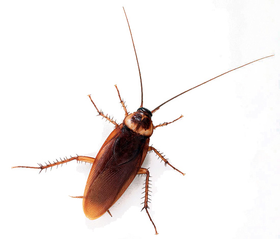 La blatte américaine est entrée en Europe sur des navires marchands en provenance d'Amérique, grâce à laquelle elle a reçu le nom approprié.