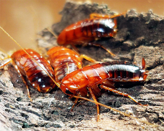 Le cafard turkmène se trouve à l'état sauvage sur le territoire de notre pays, tout au sud de celui-ci.