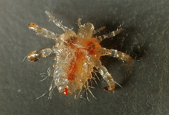 Le pou du pubis est un autre porteur du surnom populaire de stasik.