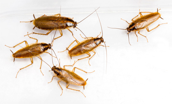 L'armée allemande paraissait aux habitants des villages russes aussi nombreuse que les cafards derrière le poêle.