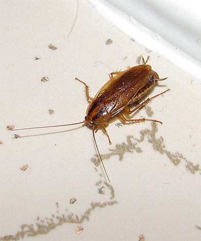 Les principaux coûts de main-d'œuvre dans la destruction des cafards avec une bombe fumigène seront associés à la préparation de l'appartement pour cette procédure ...