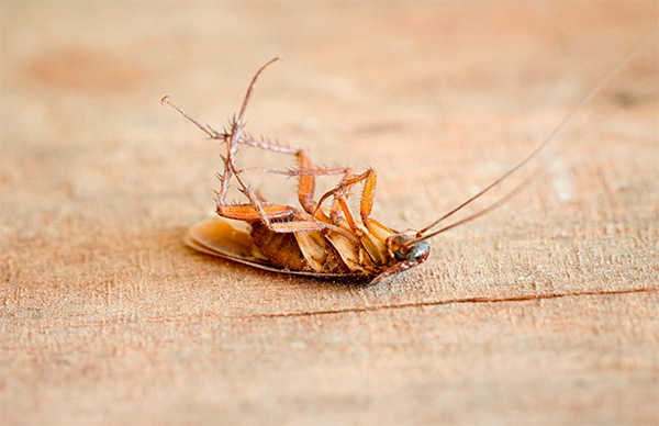 Lors de l'utilisation d'une bombe fumigène de cafards dans un appartement, il est important de suivre les règles de sécurité appropriées lors du travail ...