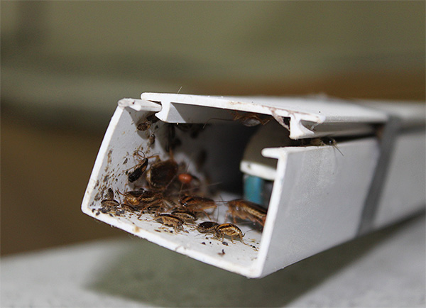 Même dans un endroit aussi isolé, les cafards ne survivront pas ...