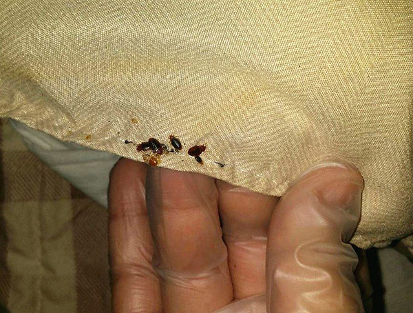 Particulièrement soigneusement, il est nécessaire de traiter les lieux d'abris possibles d'insectes.