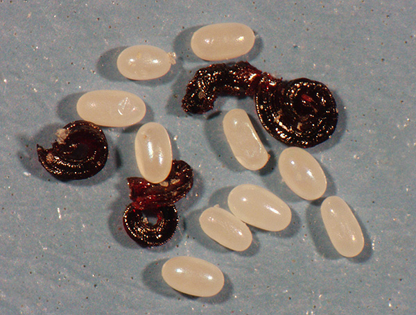 Et voici à quoi ressemblent les œufs et les larves de puces.