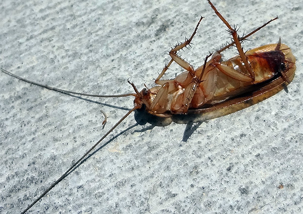 Après avoir désinfecté l'appartement des cafards, il est nécessaire de bien ventiler la pièce et d'y effectuer un nettoyage humide.