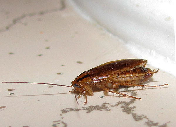 Il convient de garder à l'esprit que la désinfection d'une pièce contre les cafards est une procédure complexe et comprend plusieurs étapes.