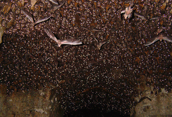 Dans la nature, des populations d'insectes suceurs de sang peuvent être trouvées dans les grottes de chauves-souris.
