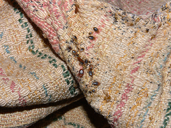 Les punaises de lit sont présentes dans presque tous les pays du monde.