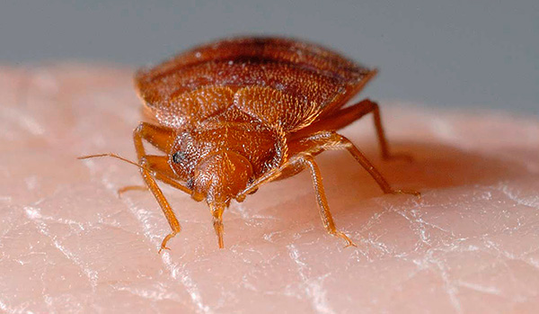 La photo montre clairement que l'insecte suce le sang à l'aide d'une trompe spéciale ...