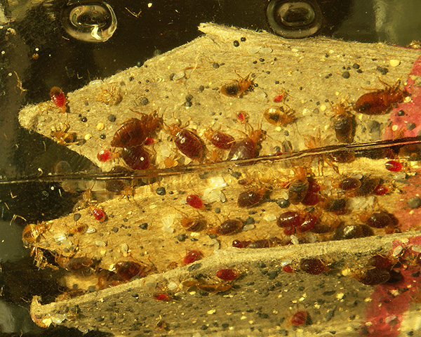 La photo montre un nid de punaises de lit qui ont récemment bu du sang.