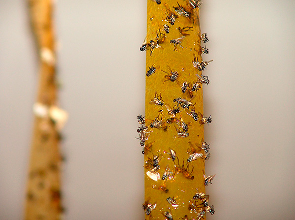 L'inconvénient de ces bandes est leur aspect peu attrayant...