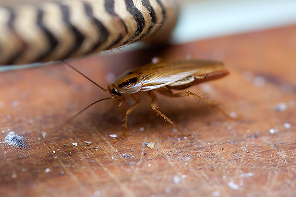 Pour obtenir un bon effet, il est important de placer le piège au bon endroit (endroits où les insectes se rassemblent et se déplacent).