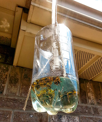 Piège à frelons et guêpes