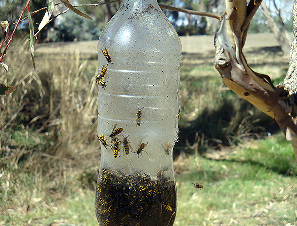 Si vous ajoutez un insecticide à l'appât, l'efficacité de la conception augmentera encore.