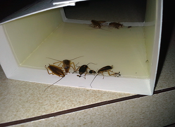 Des pièges à colle de différentes conceptions peuvent être utilisés non seulement contre les insectes rampants, mais aussi contre les insectes volants.