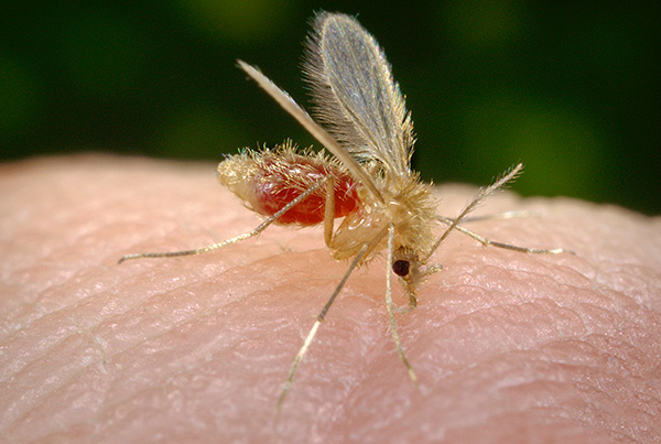 Dans les endroits où il y a beaucoup de moucherons, les vêtements de protection peuvent être une très bonne protection contre les piqûres.