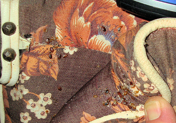 Punaises de lit dans les plis des meubles.