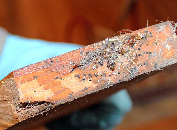 Les œufs de parasites peuvent être situés dans les coins les plus isolés de l'appartement, puis les larves éclosent de ces œufs.