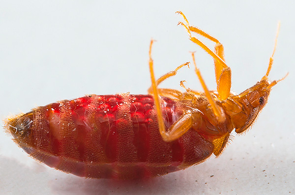Il convient de garder à l'esprit que les produits chimiques sont souvent toxiques non seulement pour les punaises de lit, mais également pour les humains.