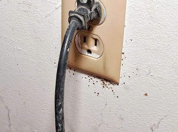 Il faut également faire attention au traitement des douilles, car on peut également y trouver des nids de punaises de lit.