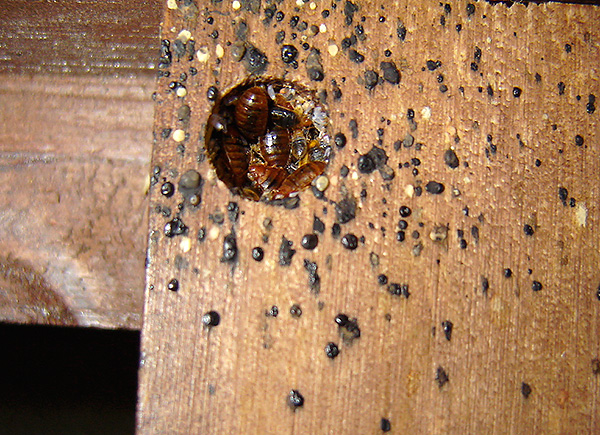 Nid de punaises de lit dans les meubles.