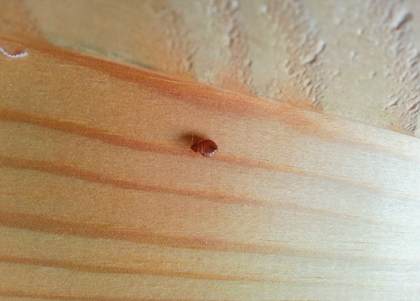 Souvent, des punaises de lit simples pénètrent dans l'appartement par les voisins ...