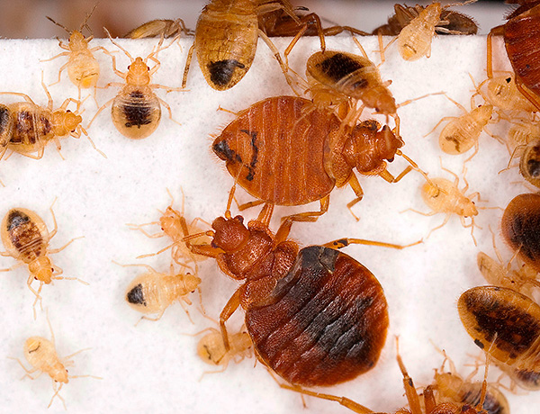 Le médicament Zonder se positionne comme un moyen de destruction professionnelle des punaises de lit.