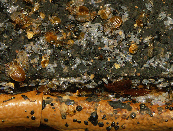 Les œufs de punaises de lit peuvent survivre même après avoir utilisé un insecticide puissant.