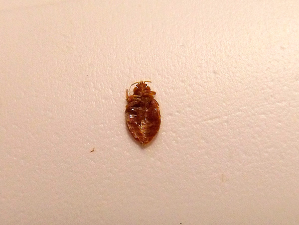 Lors de l'utilisation de Zonder, la plupart des punaises de lit meurent dans les premières heures suivant le traitement.