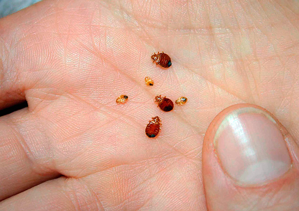 Les insectes morts peuvent être sur le sol, les meubles et peuvent également rester dans leurs nids isolés.