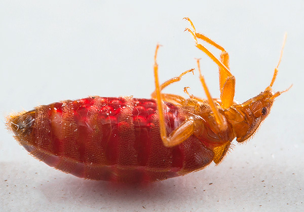 Les composants du produit ont un effet paralytique nerveux sur les punaises de lit ...