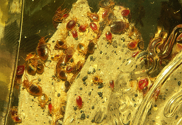 La photo montre un exemple de nid de punaises de lit.