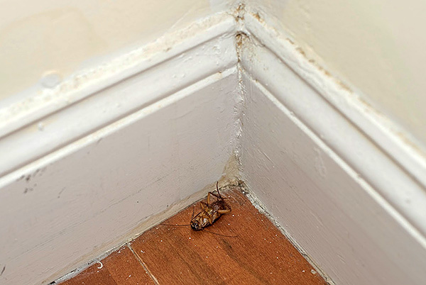 L'effet maximal dans la lutte contre les cafards ne peut être obtenu qu'avec la bonne combinaison d'agents insecticides de différents types.