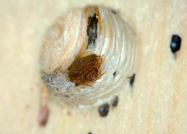 Même les nouveaux meubles achetés en magasin doivent être soigneusement vérifiés pour les punaises de lit.