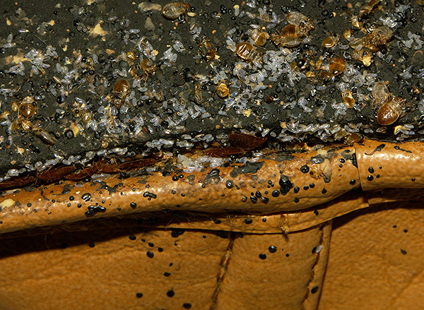 Un nid de punaises de lit dans un canapé peut ne pas être perceptible au premier coup d'œil.