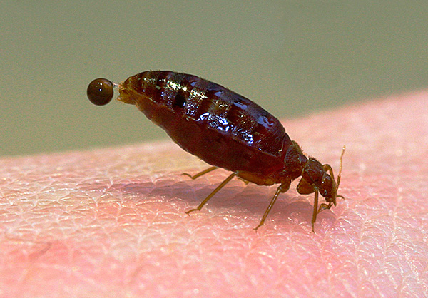 Au cours de leur vie, les punaises de lit excrètent des excréments qui, sous forme de points noirs, peuvent être localisés près de leurs nids.